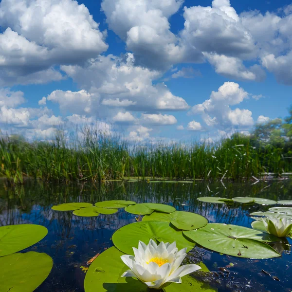 Hermoso río de verano con lirios — Foto de Stock