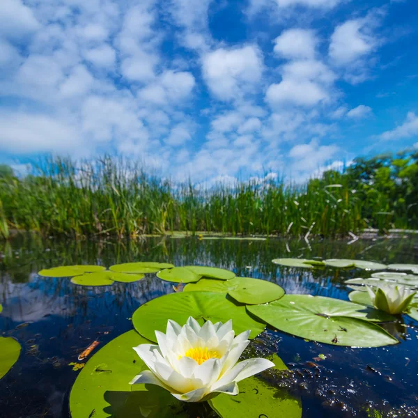 Primer plano lirio blanco en un lago —  Fotos de Stock