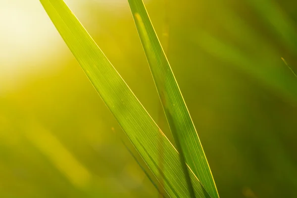 Зеленая трава крупного плана — стоковое фото