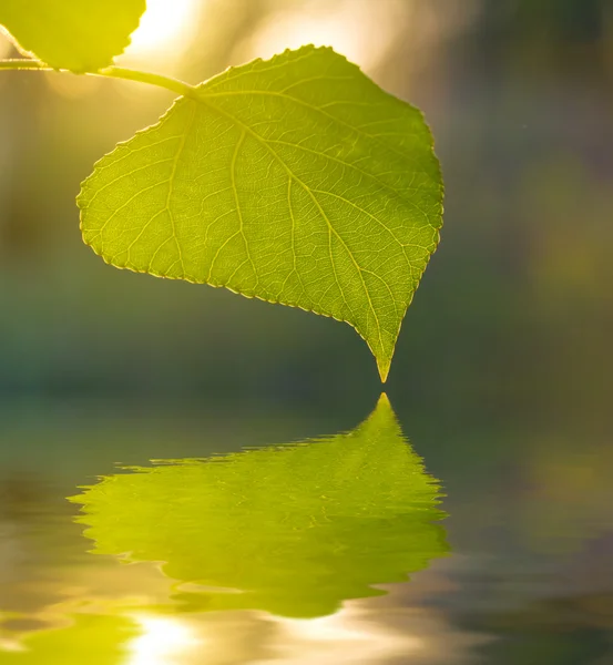 Primo piano foglia verde riflessa in un'acqua — Foto Stock