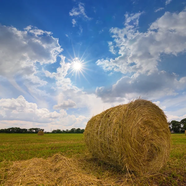 Wheat field after a harvest — Stock Photo, Image