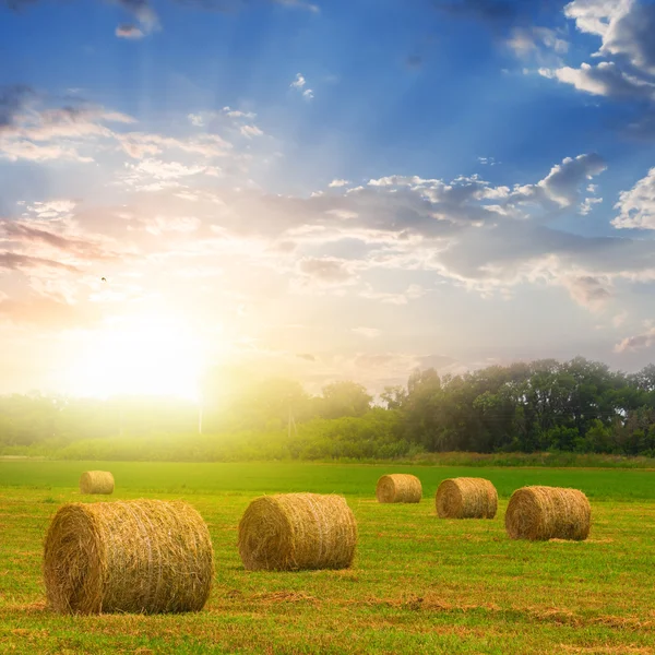 Sommerweizenfeld nach der Ernte Stockbild