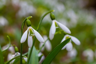 tatlı beyaz kardelen