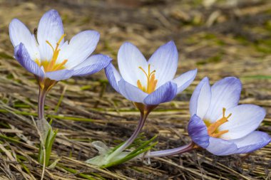 Üç güzel Menekşe bahar crocus