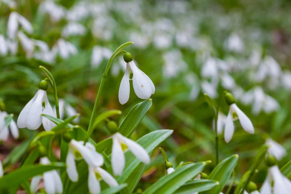 Primi piani bucaneve bianchi in una foresta di primavera — Foto Stock