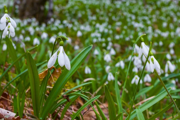 Hvitt snøfall glade – stockfoto