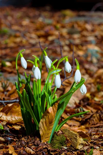 White snowdrop bush — Stock Photo, Image