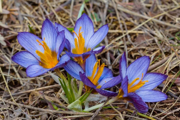 Modré crocus bush v suché trávě — Stock fotografie