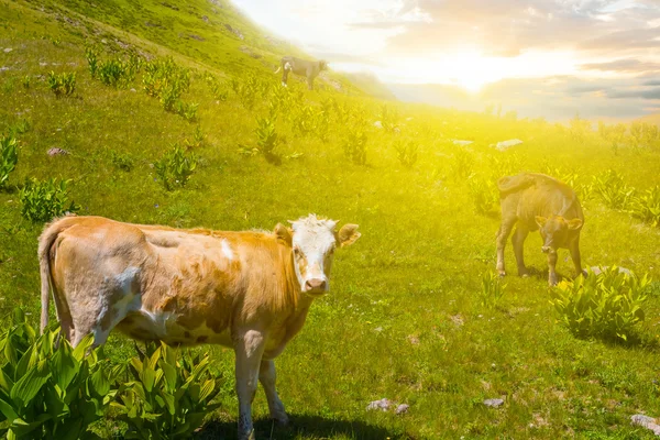 Vacas marrones en un pasto de montaña —  Fotos de Stock