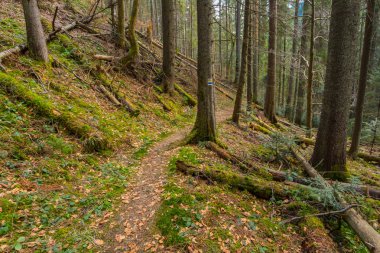dağ köknar ağacı orman sahne
