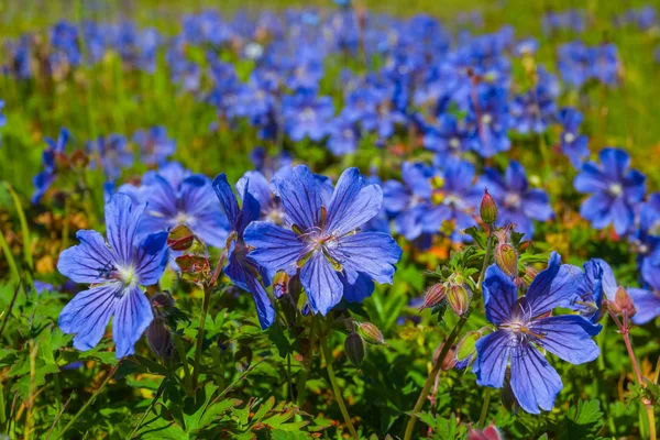 Lindas flores closeup azul — Fotografia de Stock