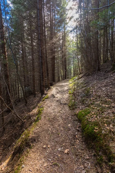 Droga przez góry las sosnowy — Zdjęcie stockowe