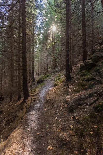 Route à travers une forêt de montagne — Photo