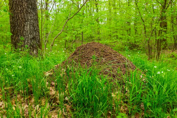 Stora myrstacken i en skog — Stockfoto