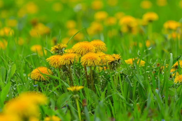 Closeup yellow dandelions in a grass — Stock Photo, Image