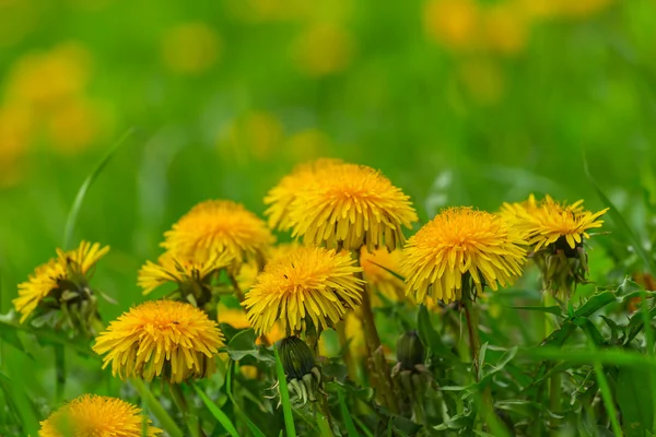 Closeup yellow dandelions in a grass — Stock Photo, Image