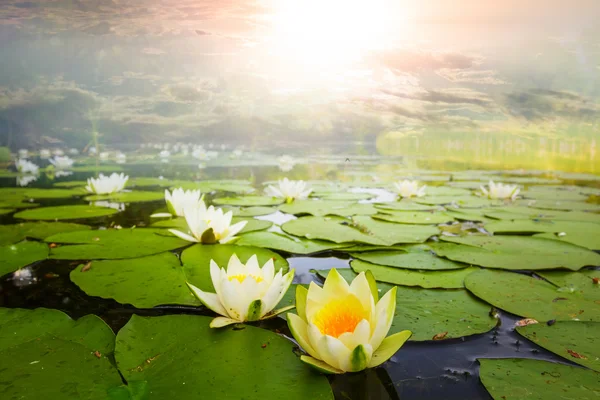 Beautiful white waterlilies — Stock Photo, Image