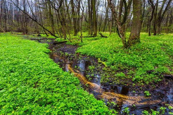 Lente bos scène — Stockfoto