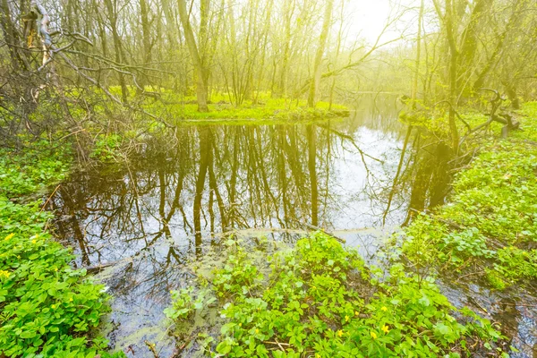 Klein meer in een bos — Stockfoto