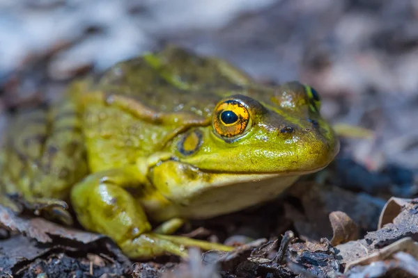 Grenouille serrée — Photo