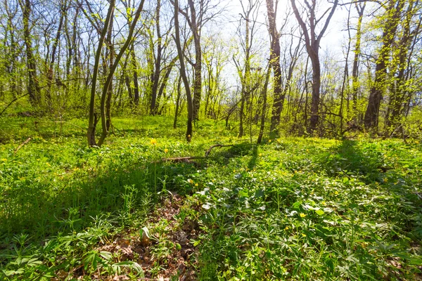 Primavera foresta luminosa — Foto Stock