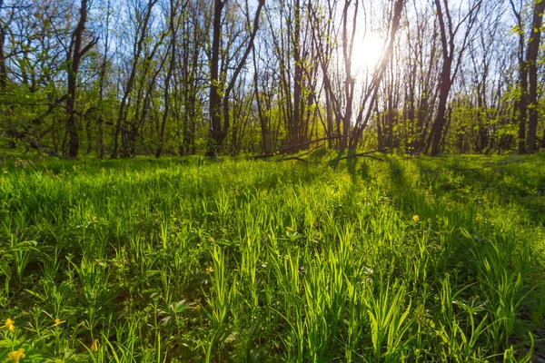 绿色春天森林 — 图库照片