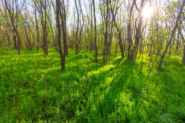 Yeşil güneşli orman glade — Stok fotoğraf