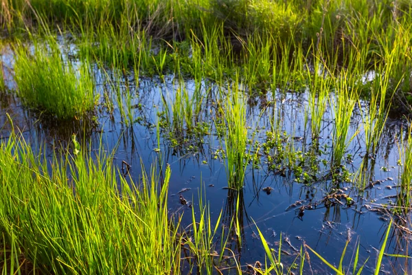 Closeup overstroomd veld — Stockfoto