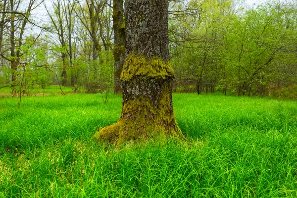 Friss zöld erdő — Stock Fotó