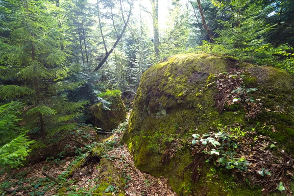 Sonnige Waldlandschaft — Stockfoto