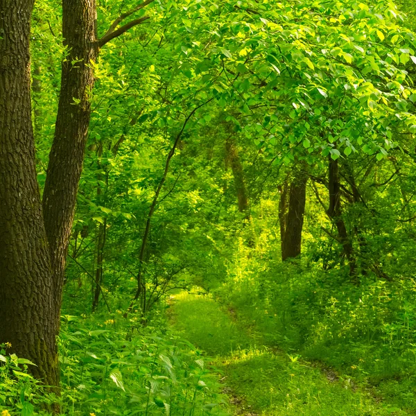 Green summer forest scene — Stock Photo, Image