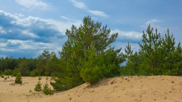 Frontera entre bosque de pinos y desierto de arena Metraje De Stock Sin Royalties Gratis