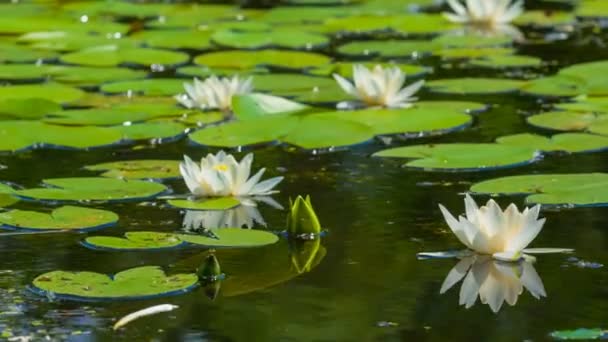 White water lilies — Stock Video