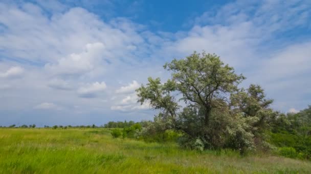 Escena rural de verano — Vídeo de stock