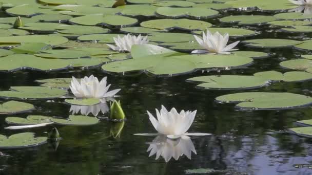 Summer river with beautiful white lilies — Stock Video