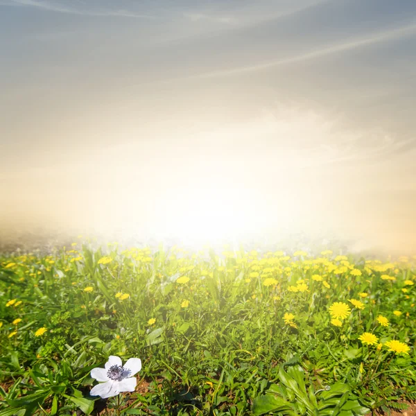 Scena campo estivo — Foto Stock