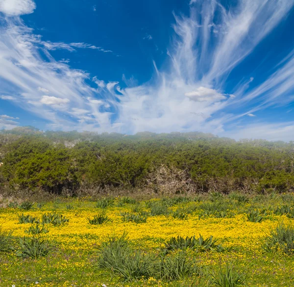 緑の花が咲く草原 — ストック写真