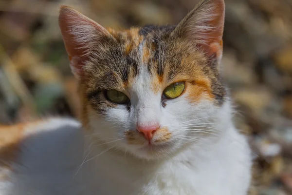 Porträt einer weißen Katze — Stockfoto