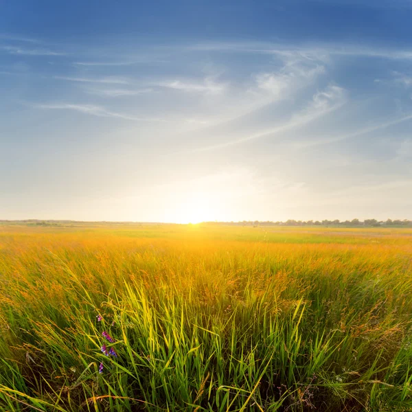 Evening prairie — Zdjęcie stockowe