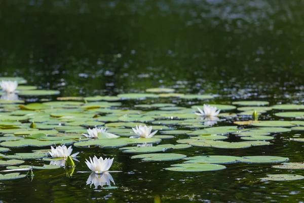 Bílá lilie na řece letní — Stock fotografie