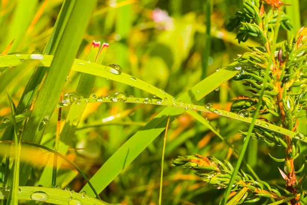 Närbild gräs i en vatten droppar — Stockfoto
