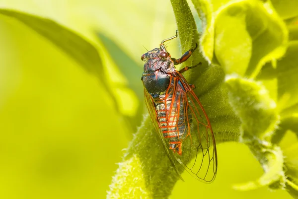 Большая цикада, сидящая на листочке — стоковое фото
