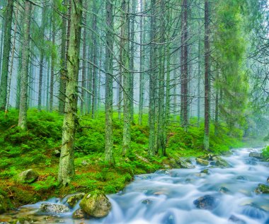 nehir bir dağ ormanda acele