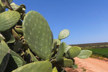 Closeup cactus  field, cyprus