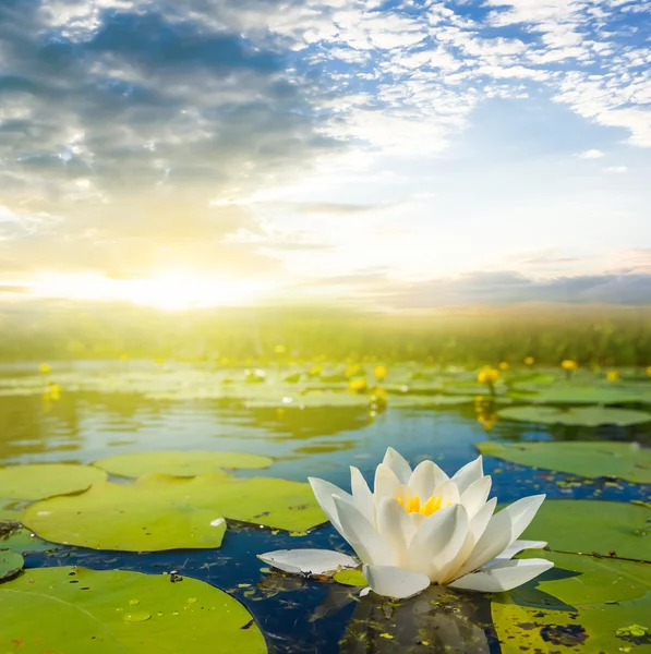 White water lily on a evening river — Stock Photo, Image