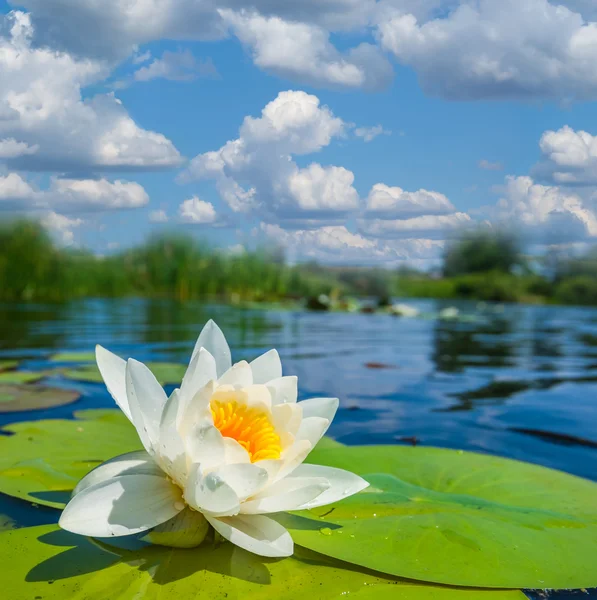 Giglio d'acqua bianco primo piano — Foto Stock