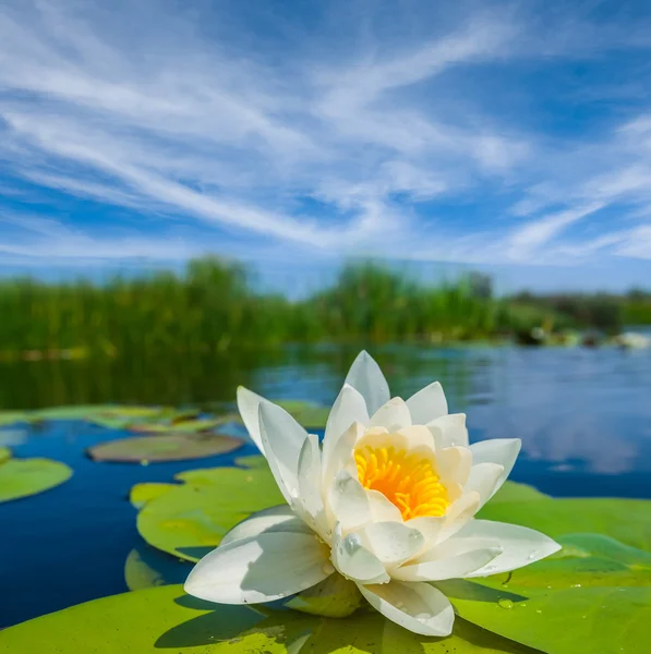 Closeup white water lily — Stock Photo, Image