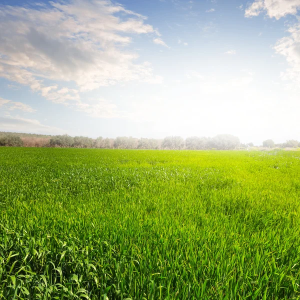 Campi verdi al mattino — Foto Stock