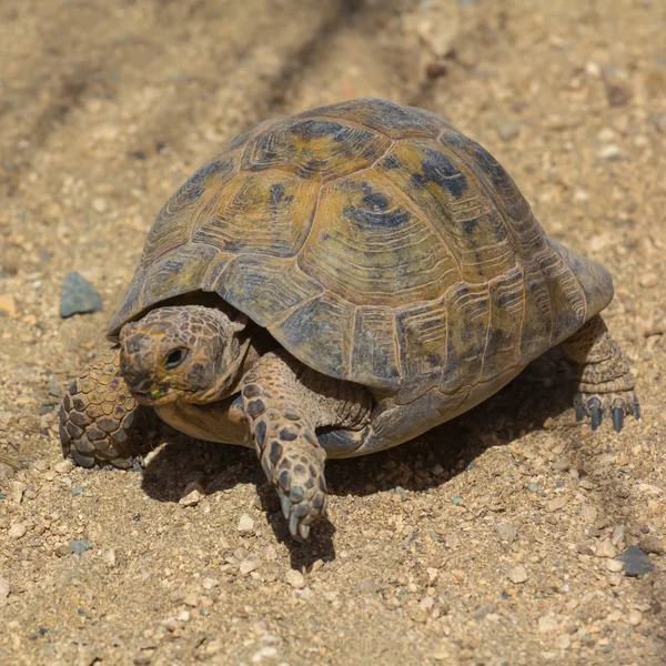Closeup turtle on a sand — Stock Photo, Image