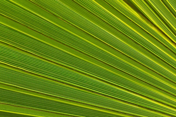 Foglia di palma da primo piano — Foto Stock